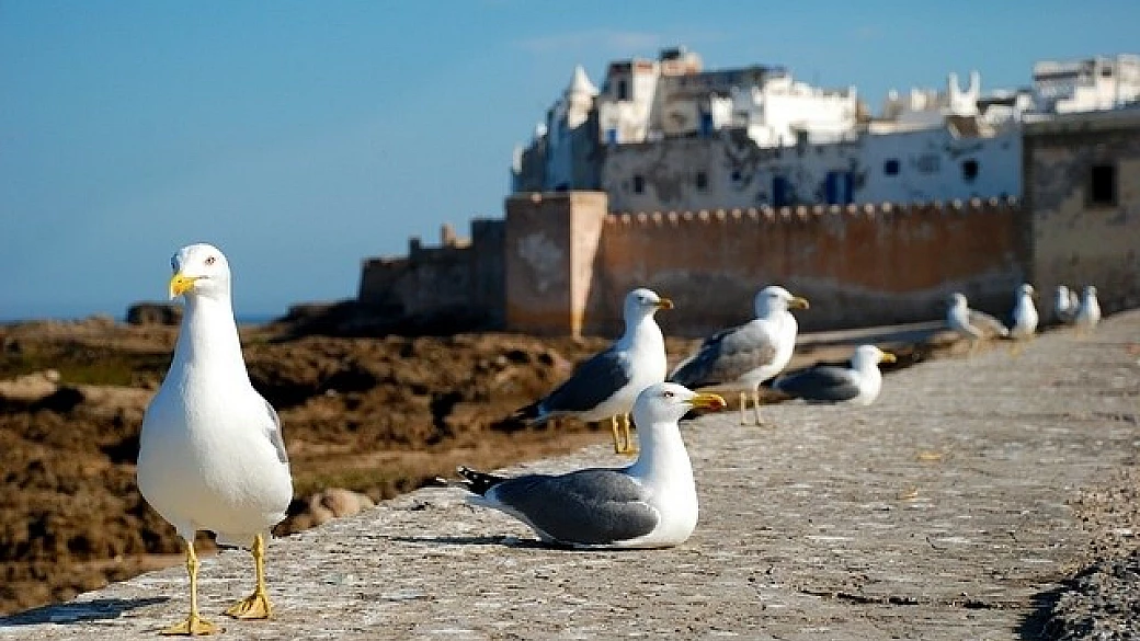 marocco on the road e fai da te