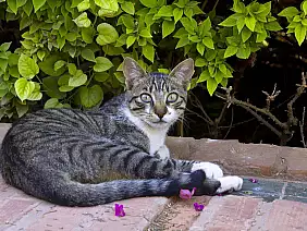 marrakesh-streetfood-kbw7a