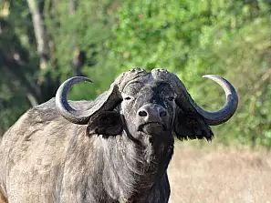 bufalo nakuru