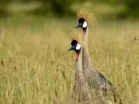 masai-mara-natura-3x81x