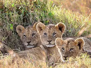 leone masai mara