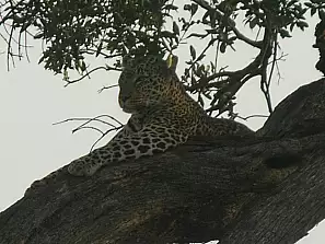 leopardo al masai mara