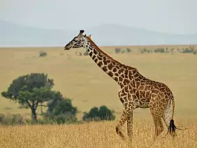 masai-mara-natura-7eyvw