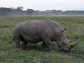 masai-mara-natura-9e8fg