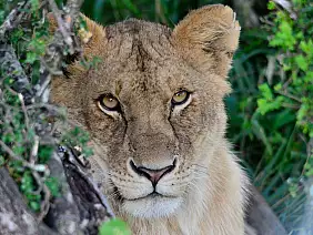 masai-mara-natura-a1xy4