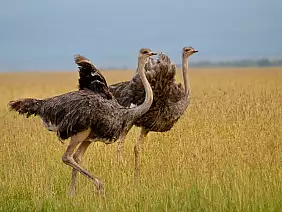 masai-mara-natura-a5xjj