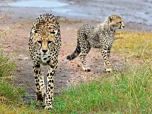 ghepardi masai mara