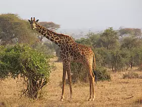masai-mara-natura-dq8w2