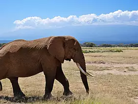 masai-mara-natura-hsrkq