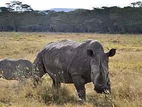 masai-mara-natura-pdjg7