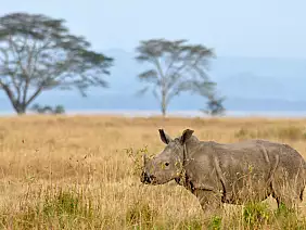 masai-mara-natura-pxrpe