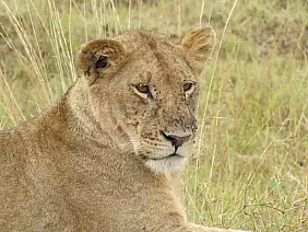 masai-mara-natura-qjrg9