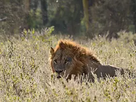 masai-mara-natura-qsfxb