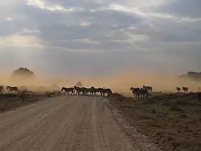 masai-mara-natura-tf3nt