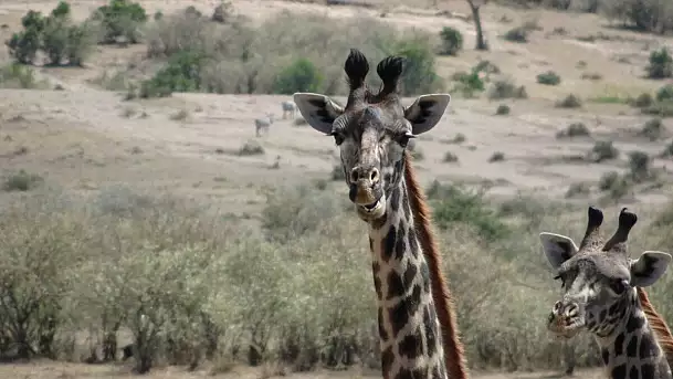 fantastico kenya, tra giraffe e bassa marea
