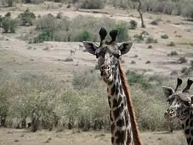 masai-mara-natura-tg21z