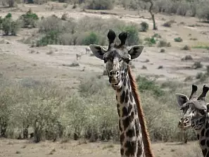 fantastico kenya, tra giraffe e bassa marea