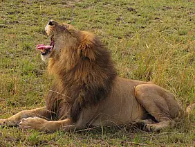 masai-mara-natura-wa1rf