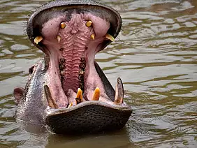 masai-mara-natura-xz1kx