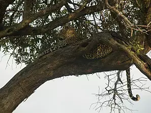 masai mara - il riposo del leopardo