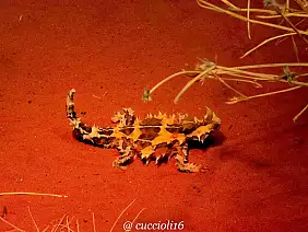 matamanoa-island-resort-nt4du