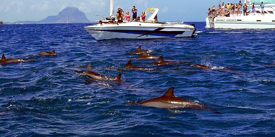 delfini alle mauritius