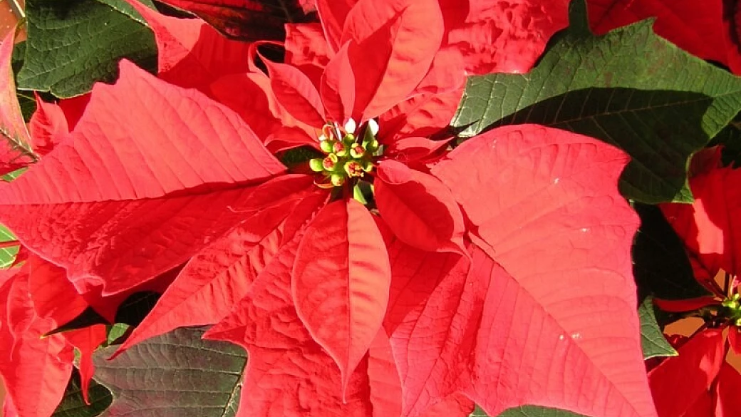 la magia dei mercatini di natale in italia e in europa