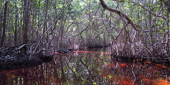 percorso dell'anima in intrico di mangrovie