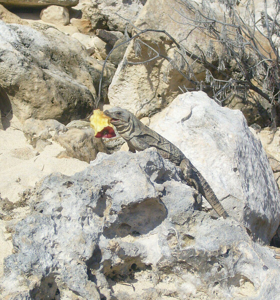 iguana affamata a tulum..