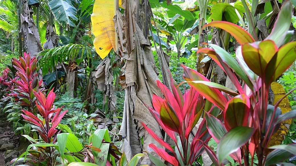 pohnpei, la venezia del pacifico