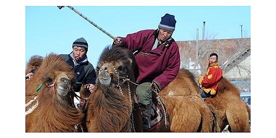 Mongolia... i cammelli che ballano col deserto