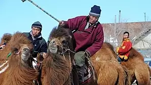 mongolia... i cammelli che ballano col deserto