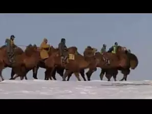 corsa di cammelli