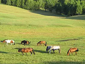 mongolia-natura-3exfs