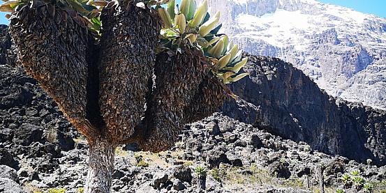 l'albero tipico del kilimanjaro