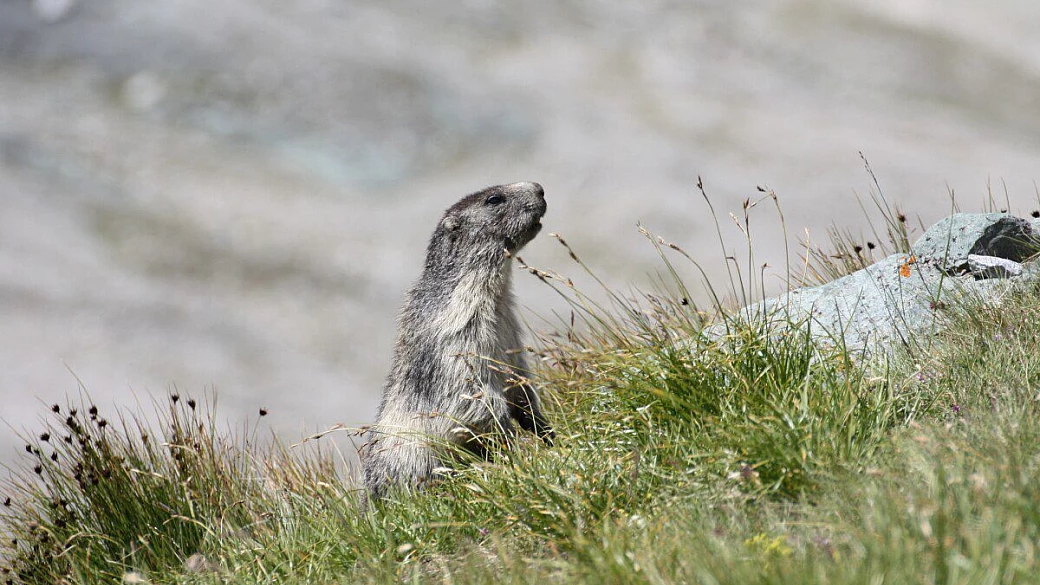 in tirolo col pancione