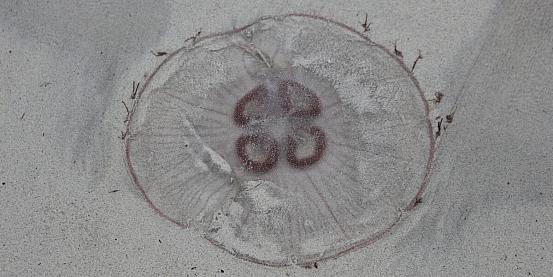 Medusa di Ramberg
