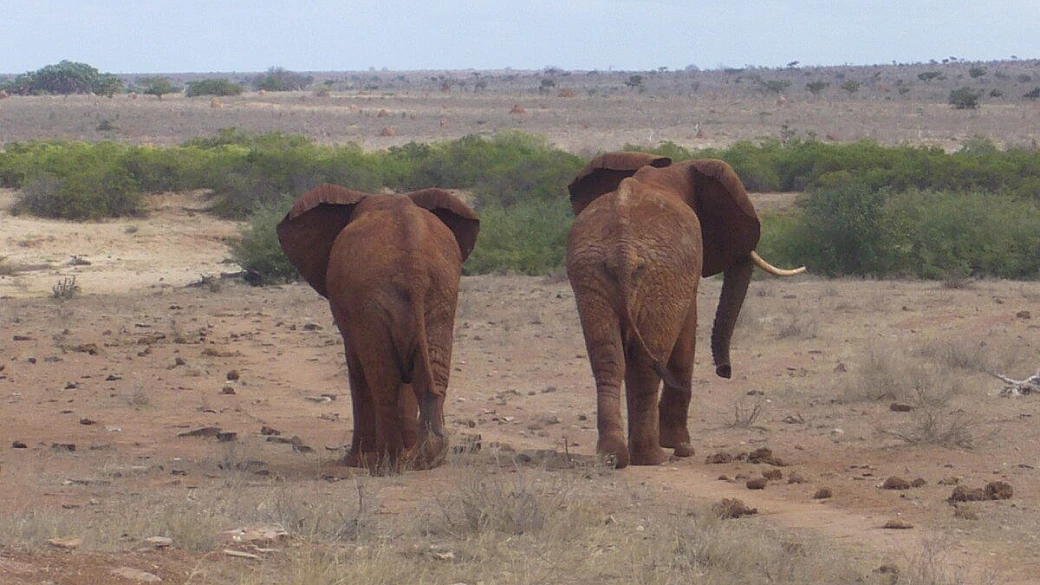 consigli per il mal d'africa: diani e watamu