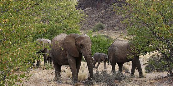 elefanti del deserto