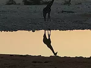 giraffa riflessa nell'acqua nel parco etosha