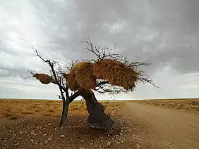 namibia-dgumu