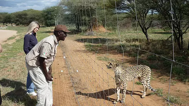 al cheetah conservation fund si possono vedee i ghepardi da vicino