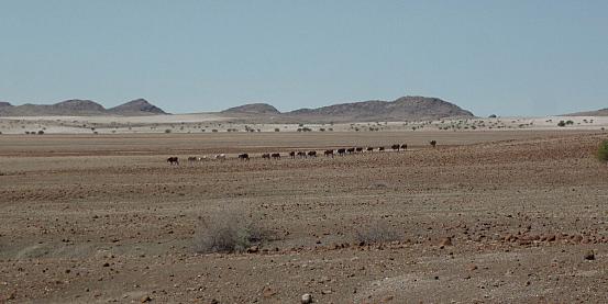 Namibia tra deserto e mare