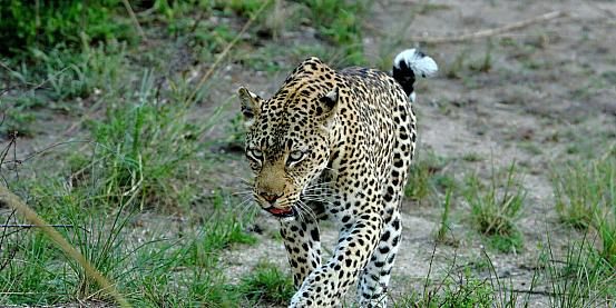 leopardo pronto a cacciare