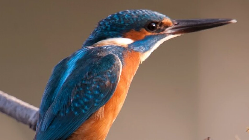 difendiamo la natura d'italia con il wwf