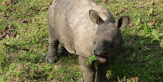 baby rinoceronte