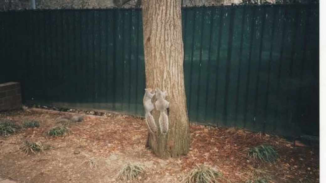 nuovo mondo north east