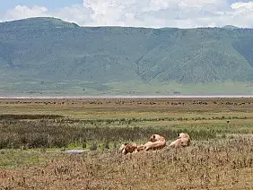 ngorongoro-s7j65