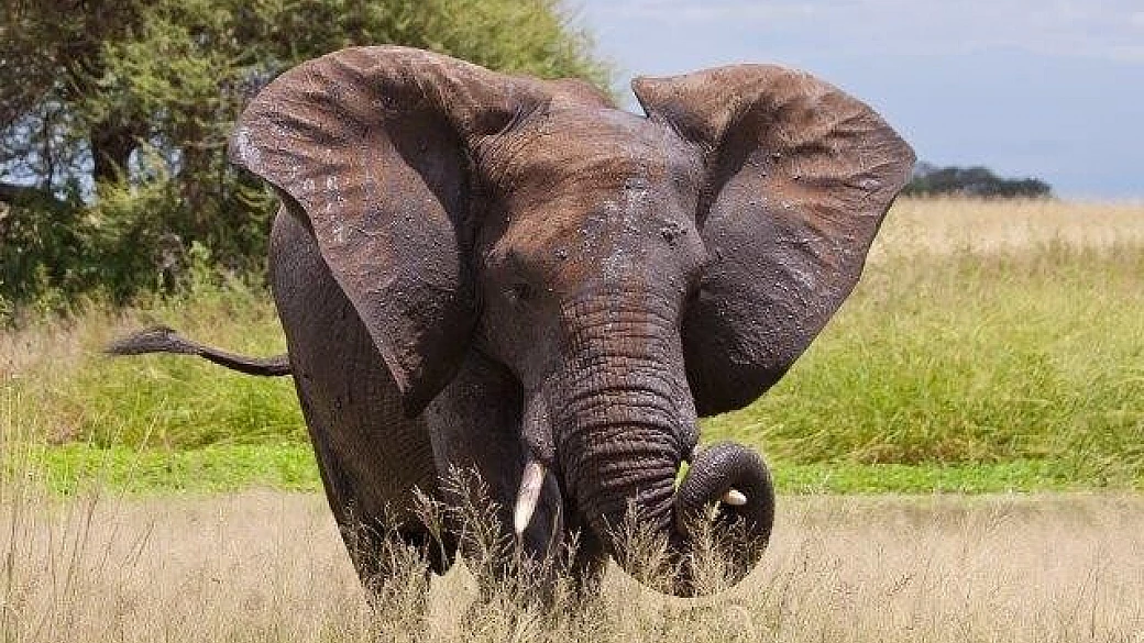 in tanzania per safari nei parchi del nord