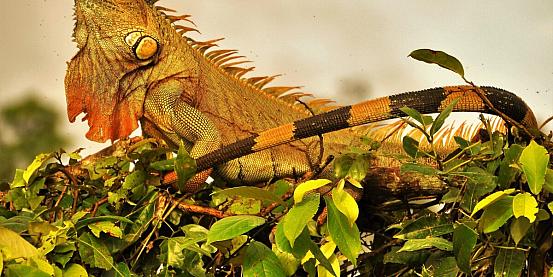 iguana del nicaragua